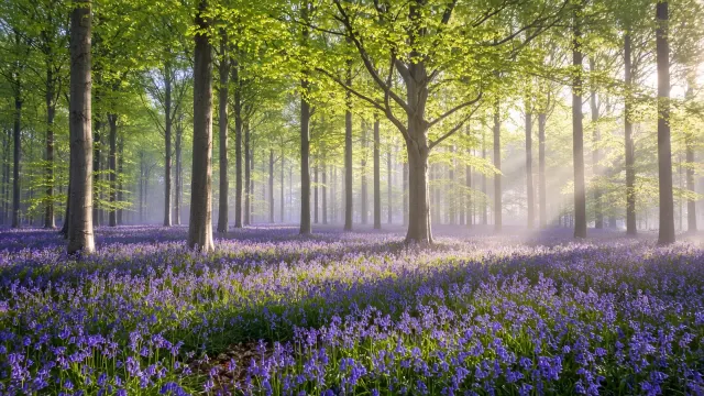 Spring Bluebell Carpet Under Fresh Beech Leaves