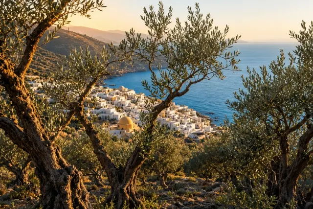 Olive Grove Margin Descending into Whitewashed Village