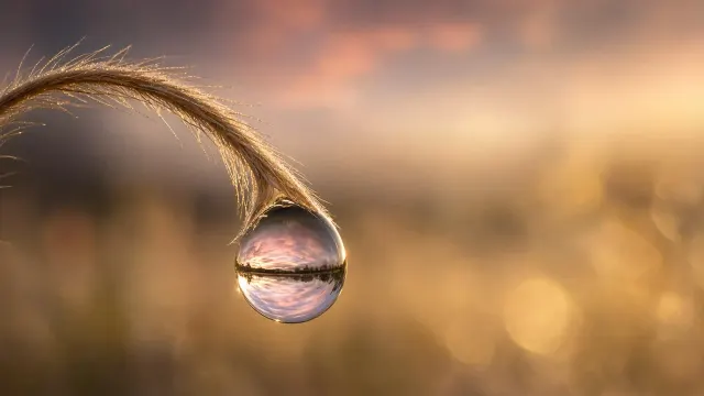 Dewdrop Macro Reflecting Golden Hour Horizon Spiral