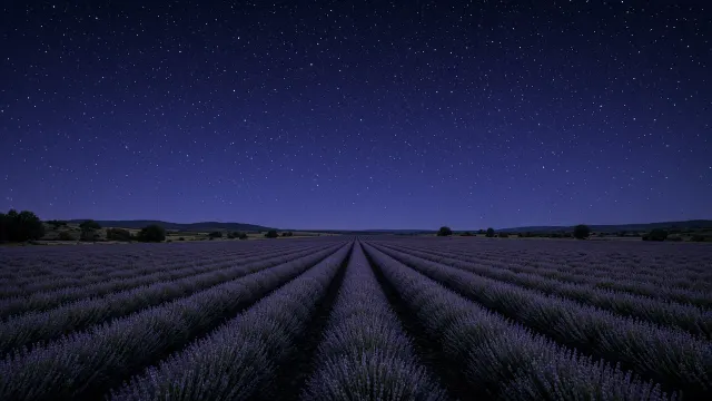 Lavender Rows at Rest Under Provence Night Sky