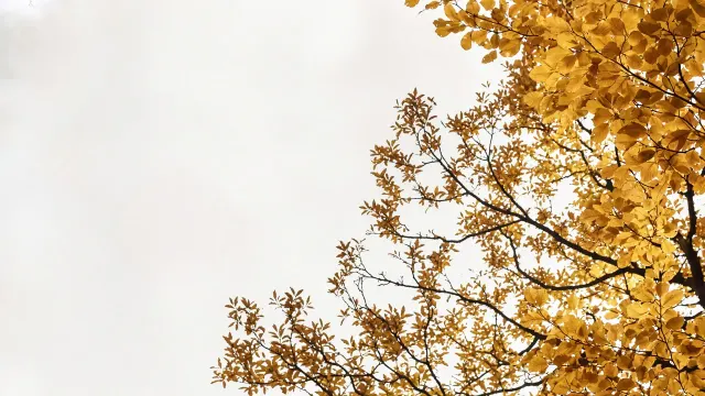 Golden Autumn Canopy Rim Light Against Soft Overcast Sky