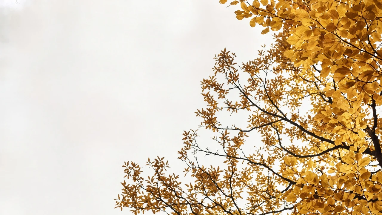 Golden Autumn Canopy Rim Light Against Soft Overcast Sky