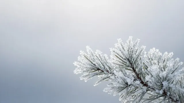 Frost-Encrusted Pine Branch Against Monochromatic Winter Fog