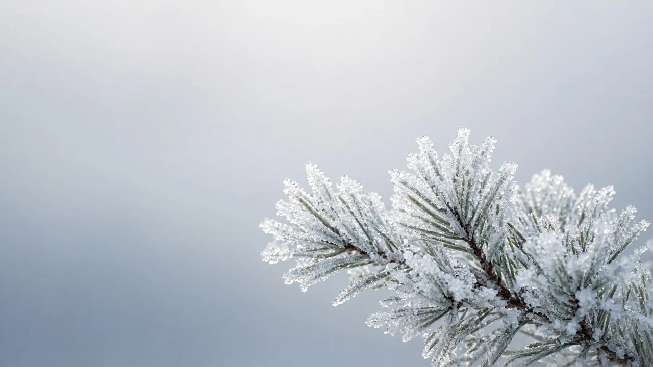 Frost-Encrusted Pine Branch Against Monochromatic Winter Fog