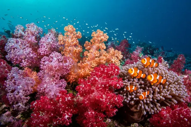 Soft Coral Paradise of Fiji with Vivid Dendronephthya Blooms