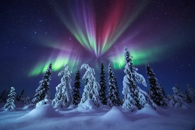 Coronal Aurora Explosion Above Finnish Snow-Laden Spruces