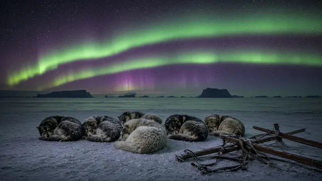 Resting Sled Dog Team Under Arching Greenland Auroral Ribbon