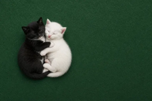Overhead Flat-Lay Yin-Yang of Tuxedo and White Kittens
