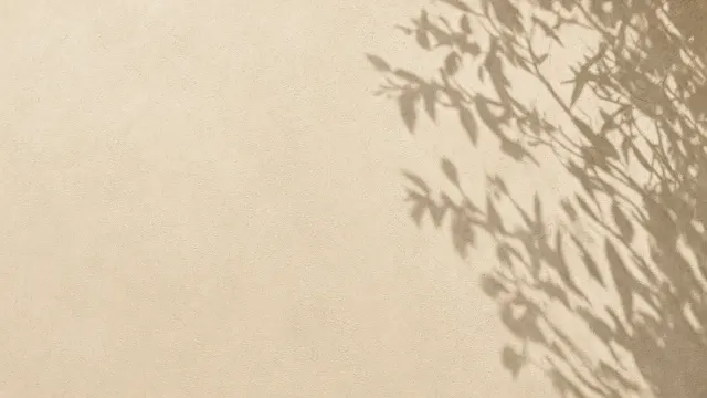 Minimalist Olive Branch Shadows on Sunlit Limewash Stucco