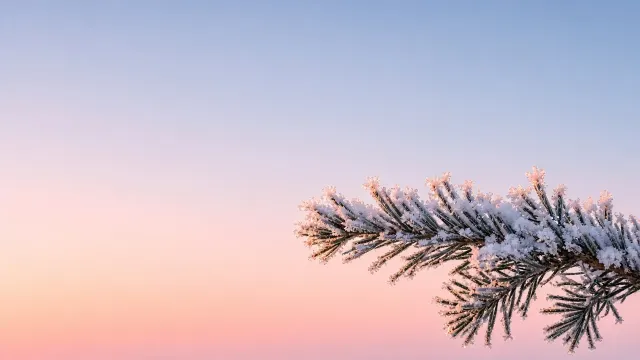 Solitary Frost-Laden Spruce Branch Under Blush Dawn