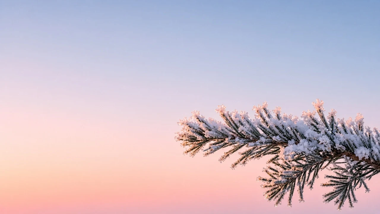 Solitary Frost-Laden Spruce Branch Under Blush Dawn