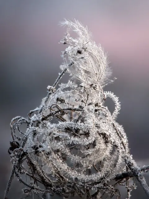 Frosted Botanical Vines and Clematis Seed Swirl