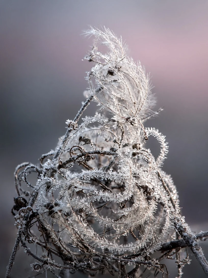 Frosted Botanical Vines and Clematis Seed Swirl