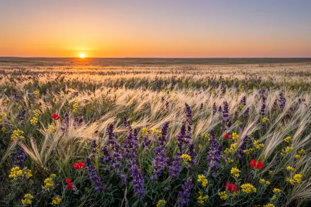 Eurasian Steppe Grassland and Salvia at Sunset