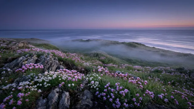 Coastal Cliff Meadow in Blue Hour Sea Mist