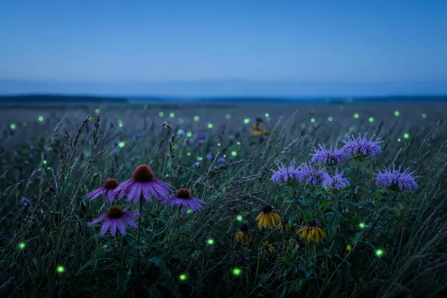 Tallgrass Prairie with Coneflowers and Bioluminescent Fireflies