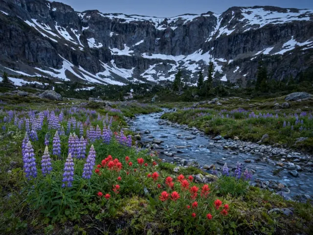 Glacial Basin Lupine Field Under Dusk Glow