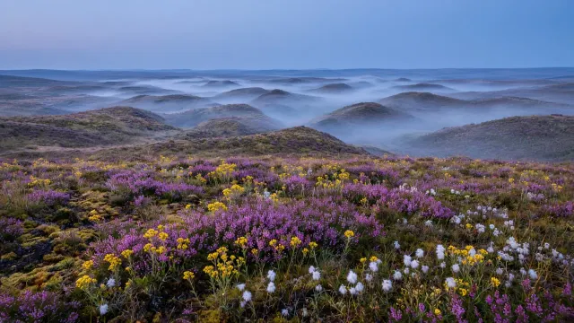 Heather and Bog Asphodel Moorland Under Pre-Dawn Mist