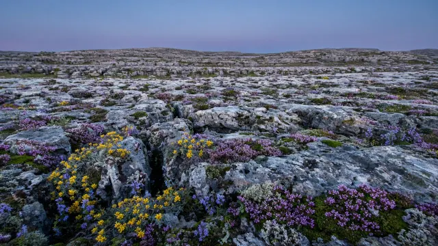Limestone Karst Plateau Wildflowers in Slate Twilight