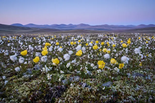 Subarctic Tundra Meadow in Midnight Sun Twilight