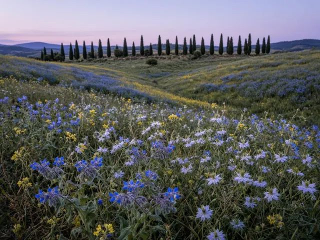 Tuscan Fallow Field with Borage and Wild Nigella