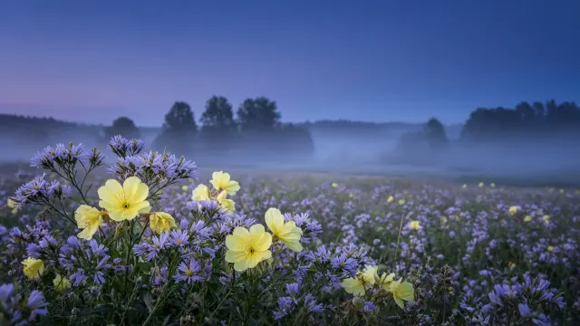 Evening Primrose Opening at Twilight Vertical Wallpaper