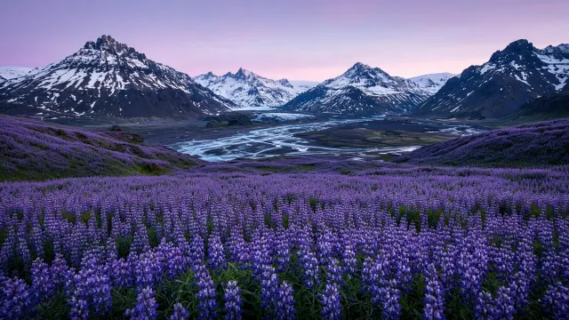 Highland Valley Lupine Panorama in Pre-Dawn Lilac Glow