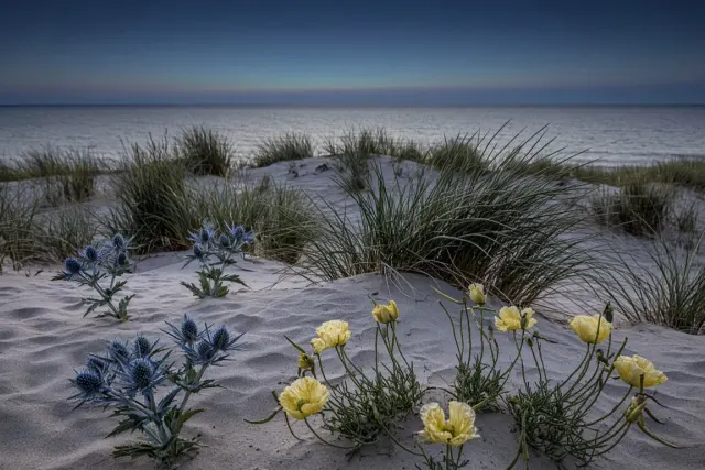 Coastal Dune Flora Under Moody Pewter Ocean Twilight
