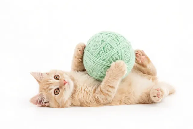 High-Key Studio Portrait of Orange Kitten Hugging Mint Green Yarn