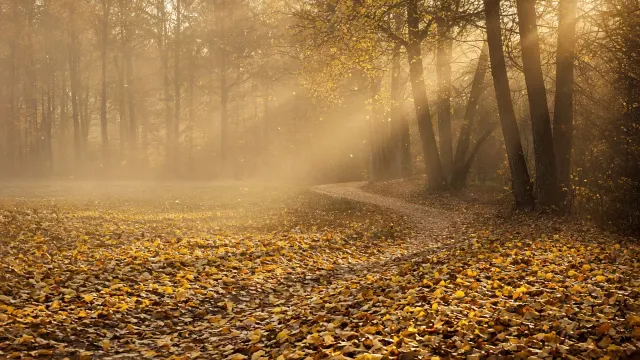 Tranquil Forest Pathway Carpeted in Glowing Ginkgo and Beech Leaves