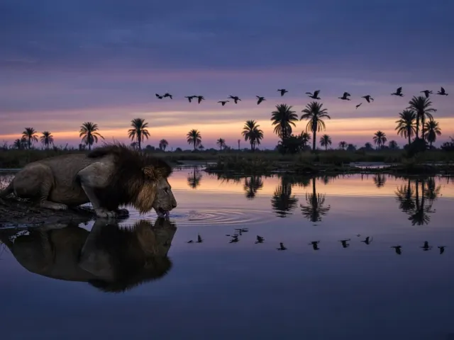 Thirsty Lion Drinking from Reflective Okavango Delta Lagoon at Dusk