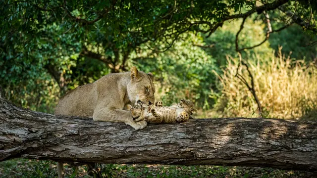 Lioness Nurturing Playful Cub on Fallen Marula Trunk