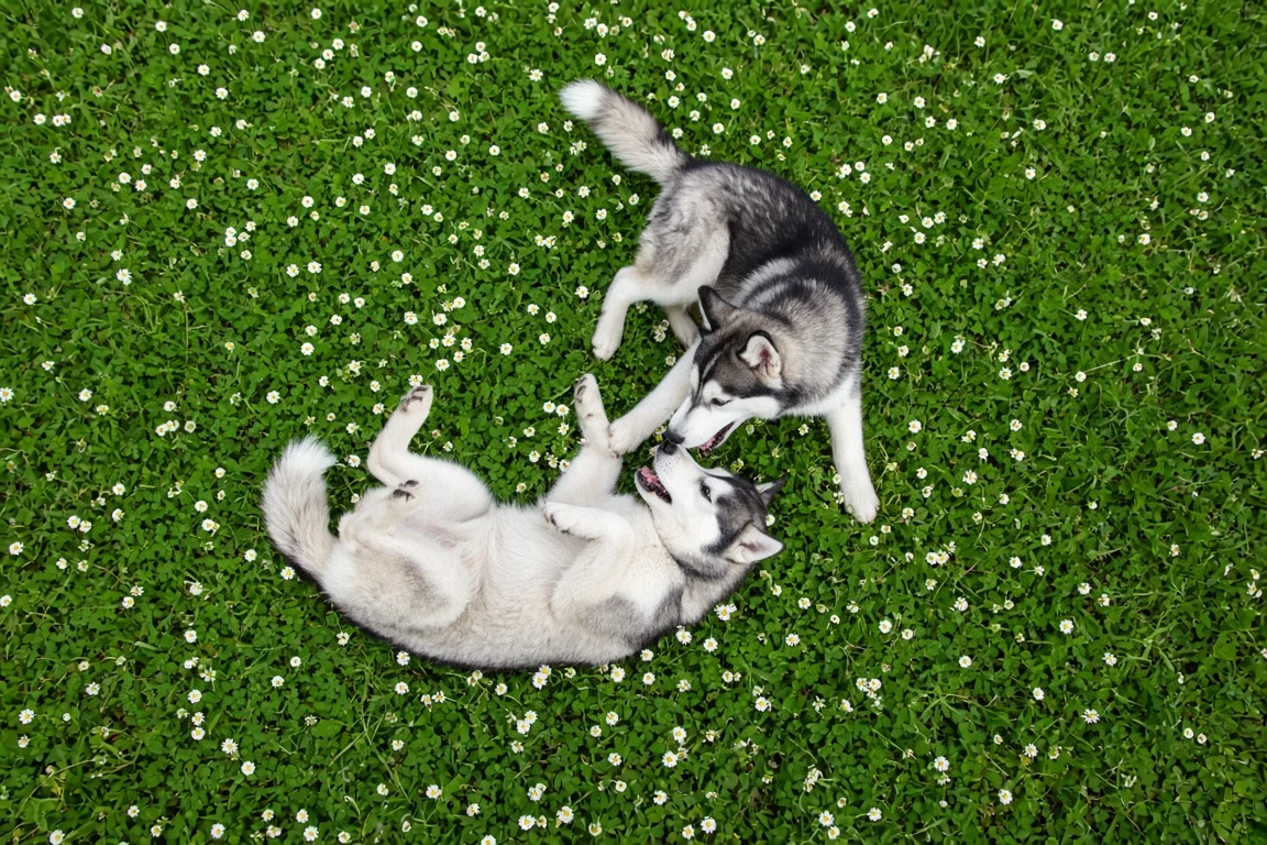Overhead Playful Husky Duo Tumble on Spring Lawn